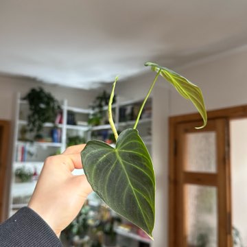 Philodendron splendid pęd szczytowy
