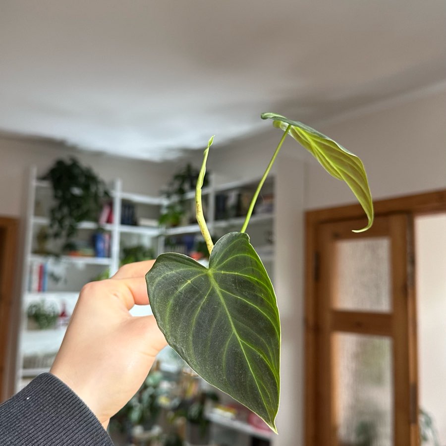 Philodendron splendid pęd szczytowy