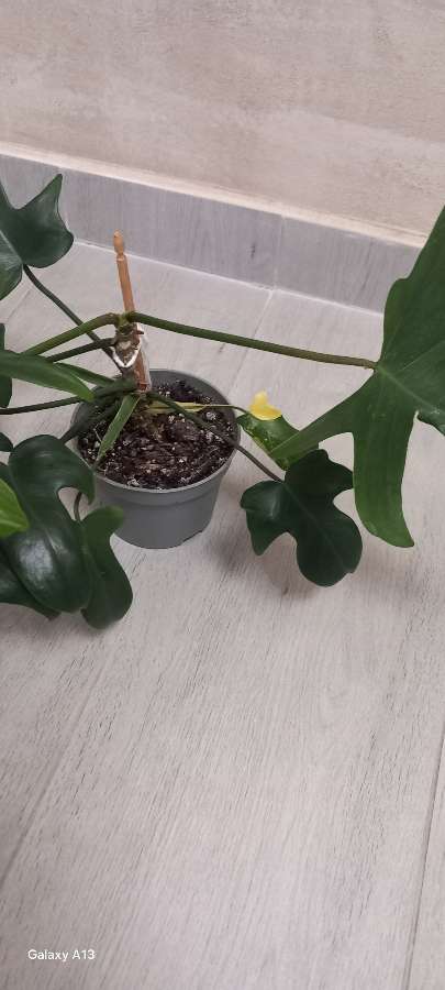 Philodendron Florida Beauty regres 2