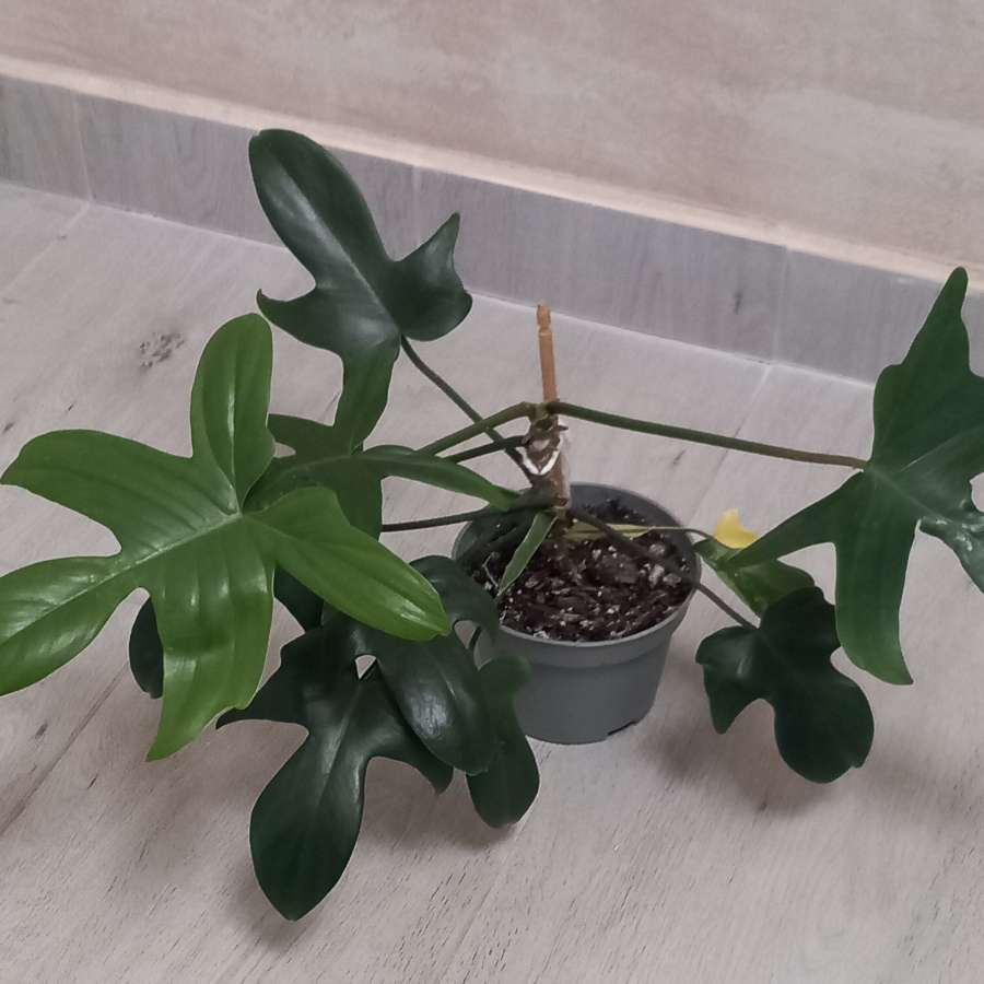 Philodendron Florida Beauty regres