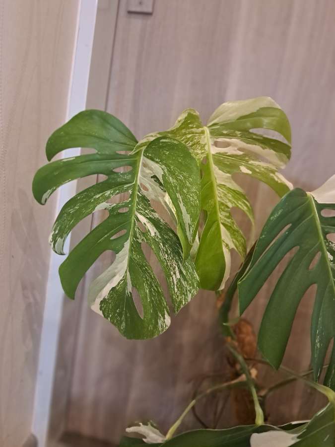 Monstera variegata 3