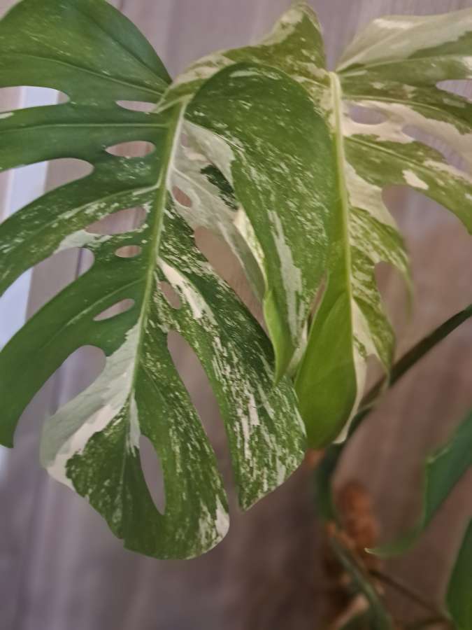 Monstera variegata 2