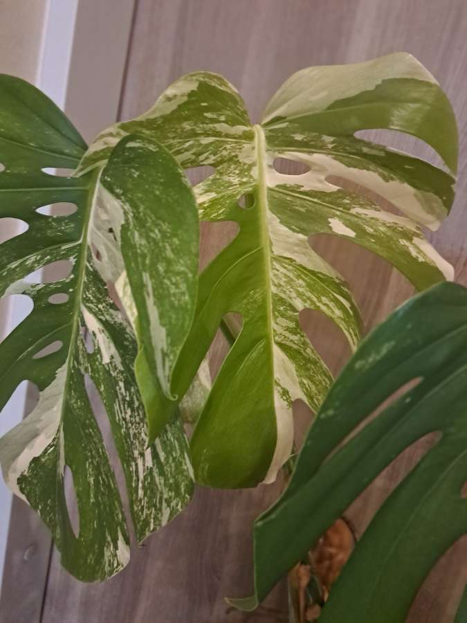 Monstera variegata 4