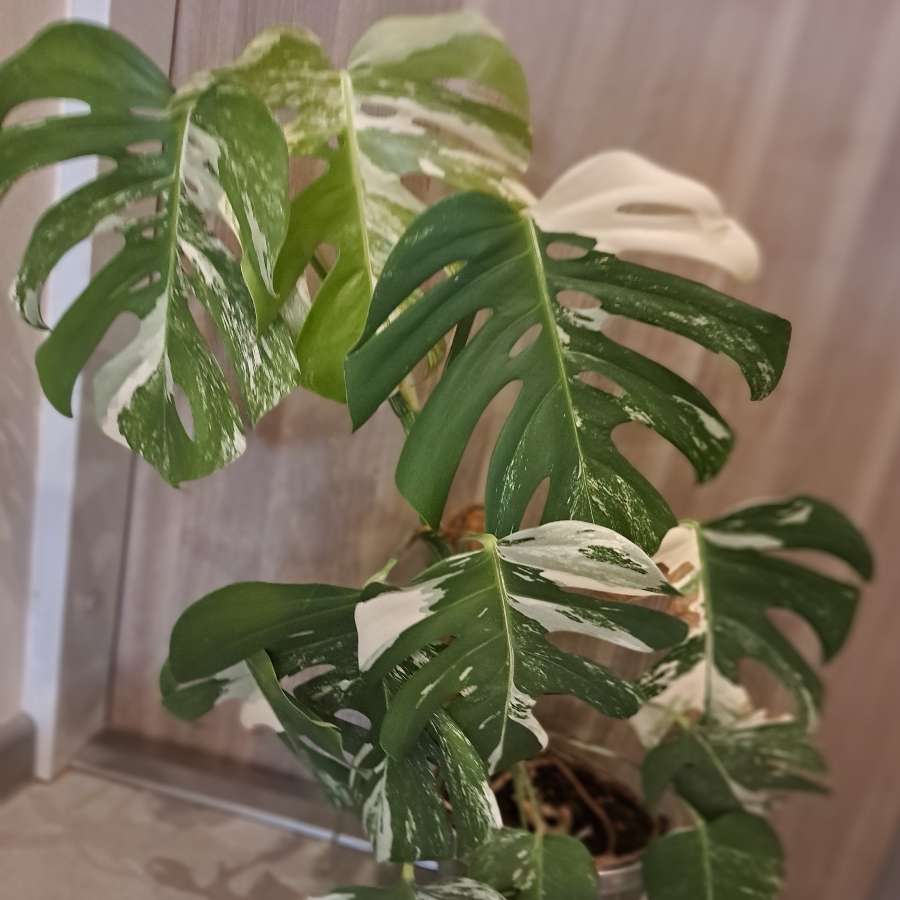 Monstera variegata