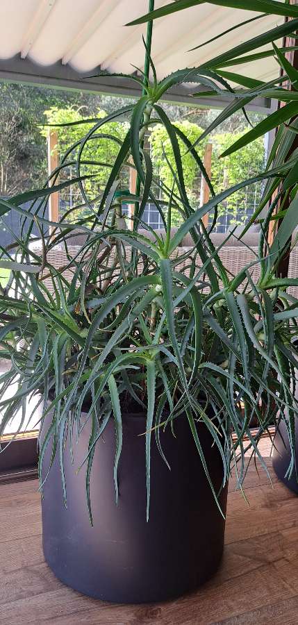 Aloes 2