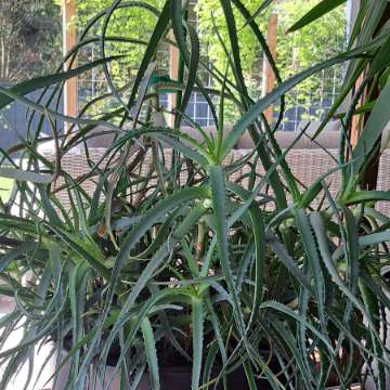 Aloes
