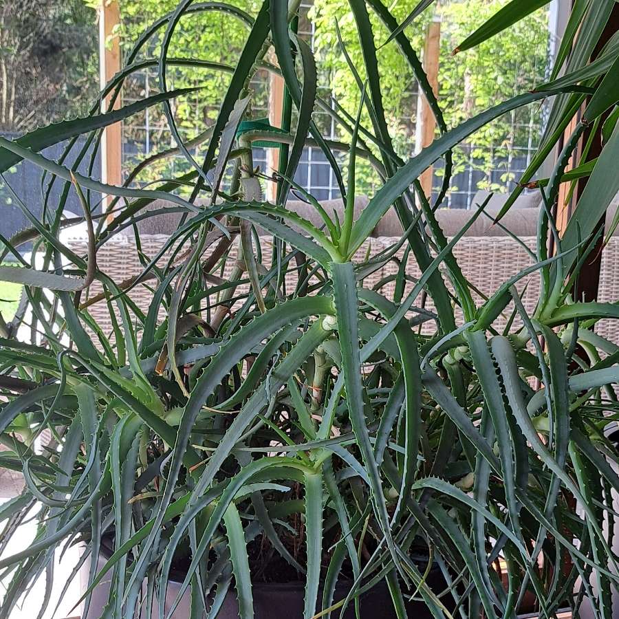 Aloes