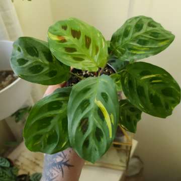 Maranta varie