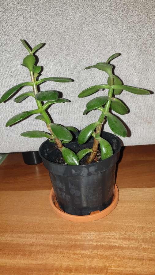 Grubosz . Drzewko szczęścia  3