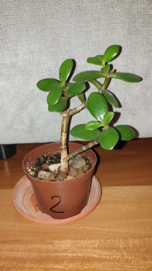 Grubosz . Drzewko szczęścia nr 2 2