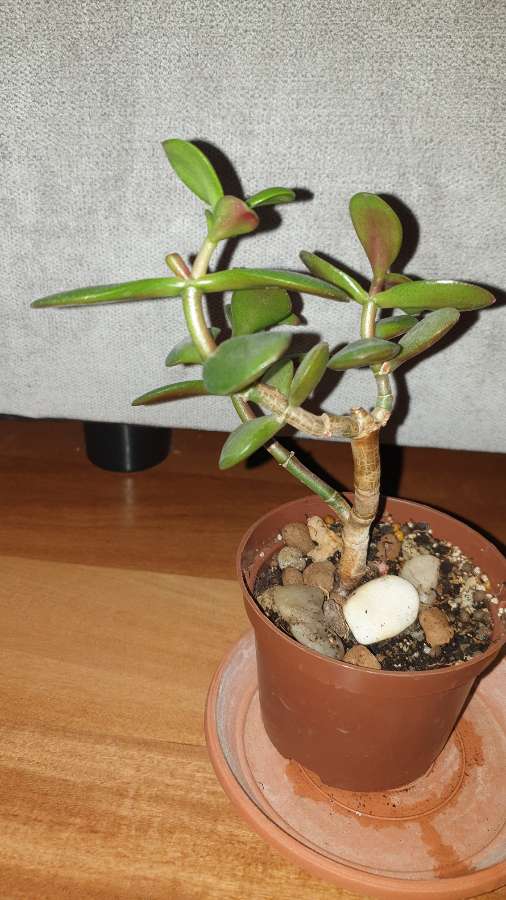 Grubosz . Drzewko szczęścia nr 2 3