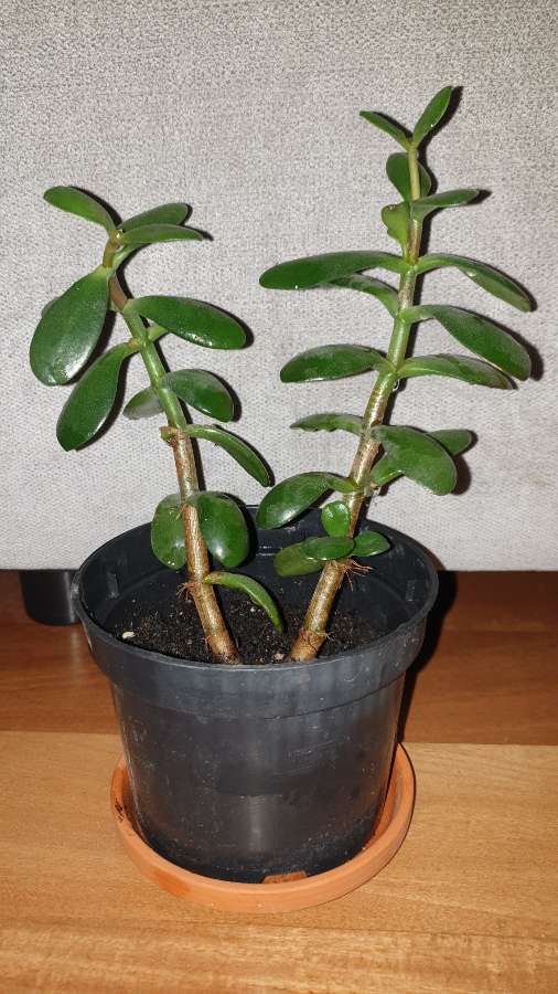 Grubosz . Drzewko szczęścia  2