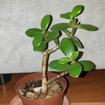 Grubosz . Drzewko szczęścia nr 2