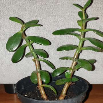 Grubosz . Drzewko szczęścia 