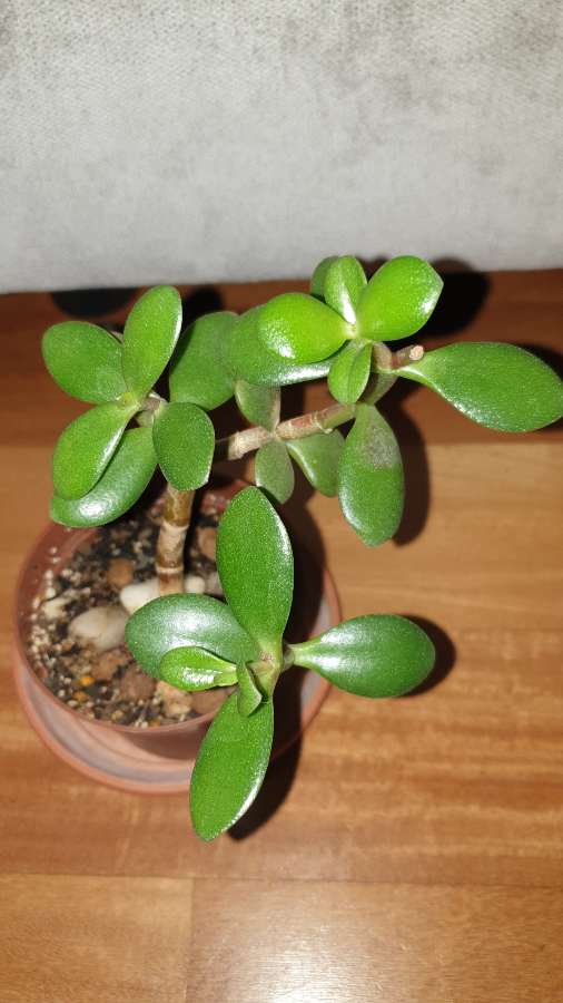 Grubosz . Drzewko szczęścia nr 2 4