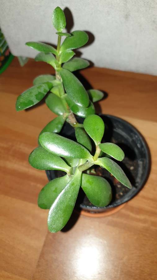 Grubosz . Drzewko szczęścia  4