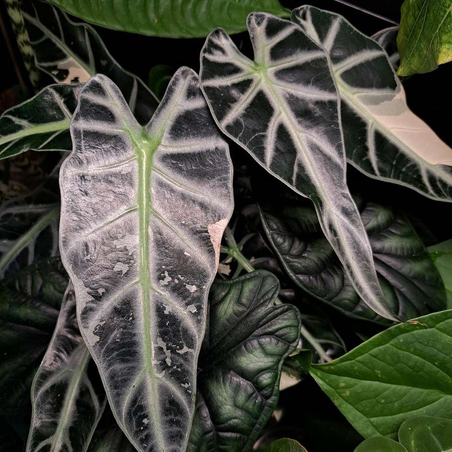 Alokazja bambino pink variegata