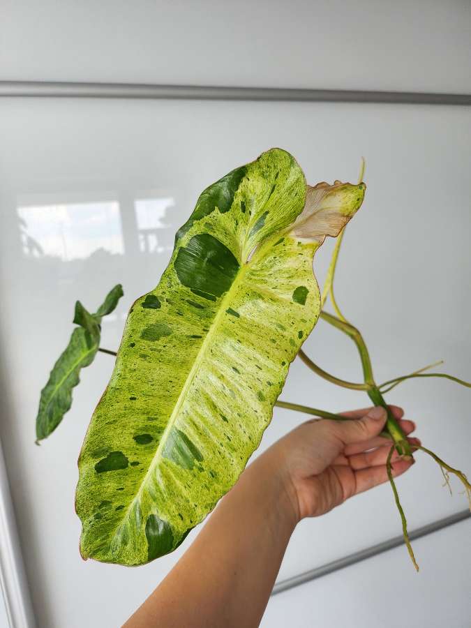 Philodendron Paraiso Verde 3
