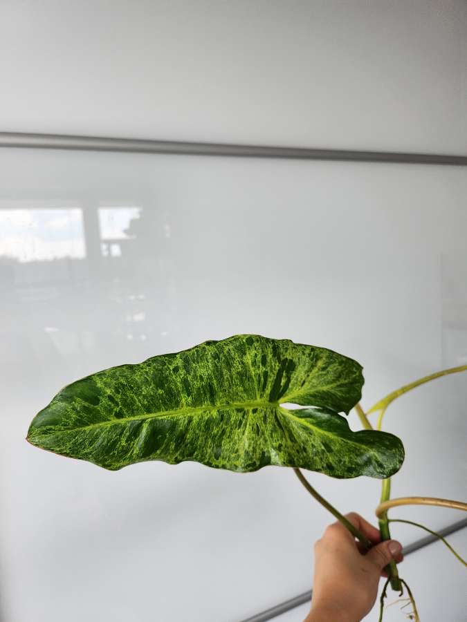 Philodendron Paraiso Verde 2