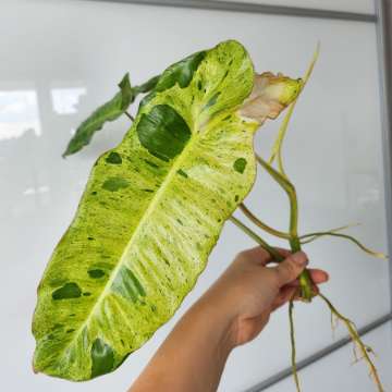 Philodendron Paraiso Verde