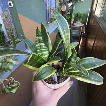 Sansevieria