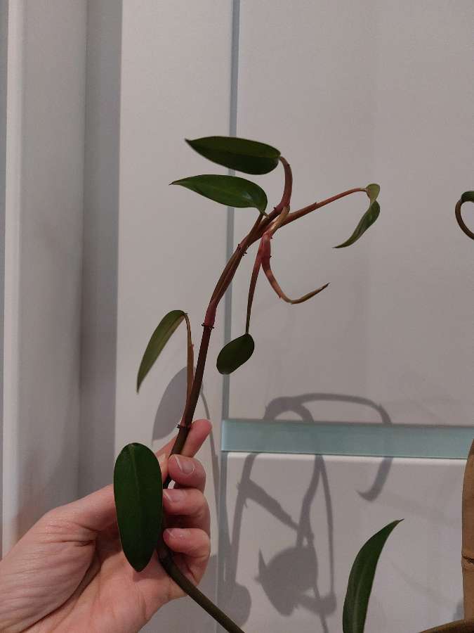 Philodendron Ruby Red 2