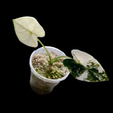 Alokazja Frydek Variegata