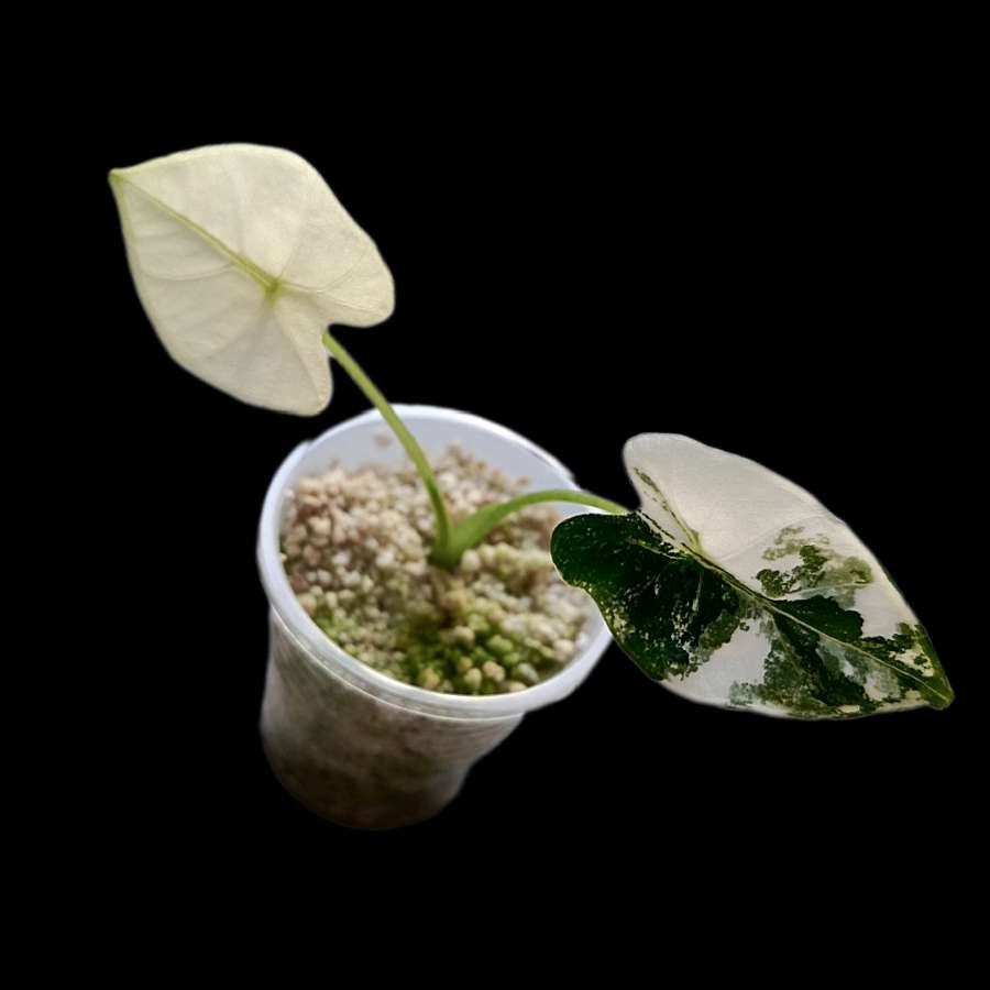 Alokazja Frydek Variegata