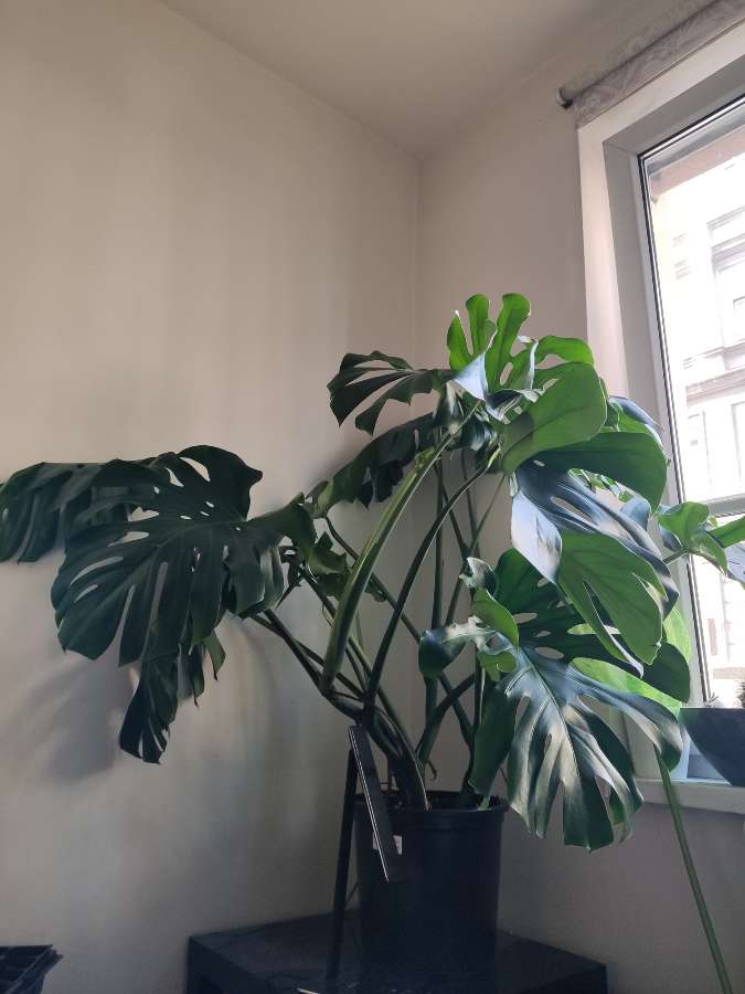 Monstera delicjoza 2