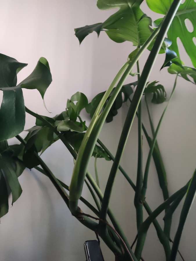 Monstera delicjoza 3