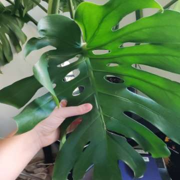 Monstera delicjoza