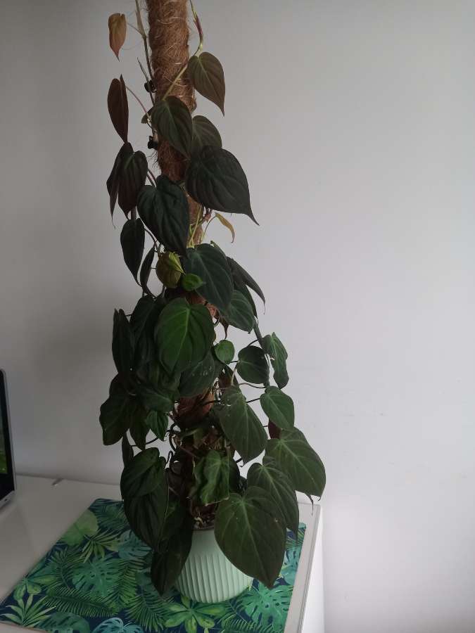 Filodendron Micans ecuador 3