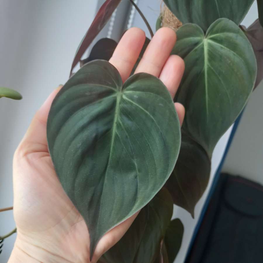 Filodendron Micans ecuador