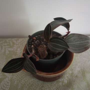 Ludisia