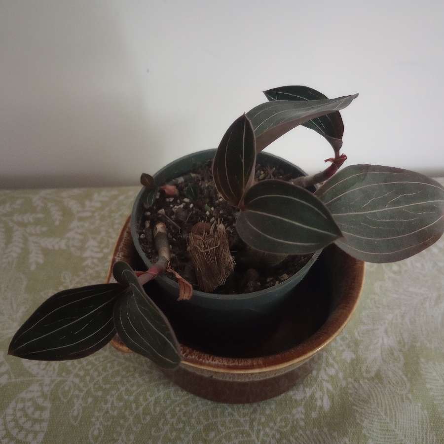 Ludisia