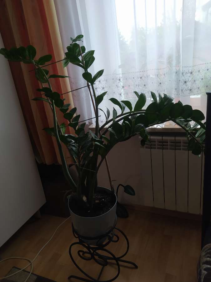 Zemioculcas 3