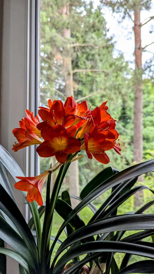 Kliwia cynobrowa (Clivia miniata) 2
