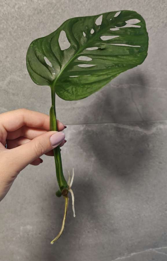 Monstera Monkey mask Adansonii 3