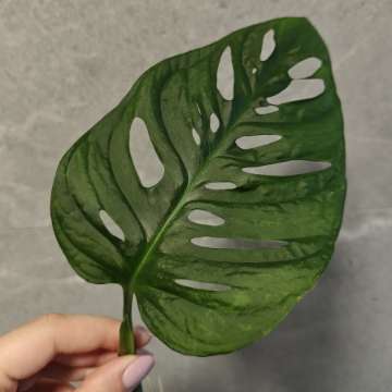 Monstera Monkey mask Adansonii