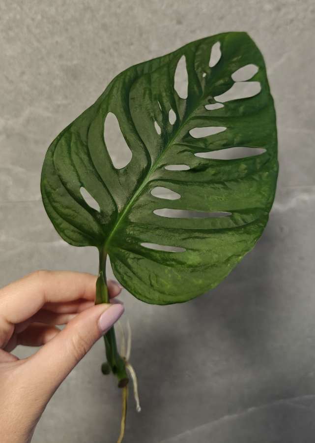 Monstera Monkey mask Adansonii 2