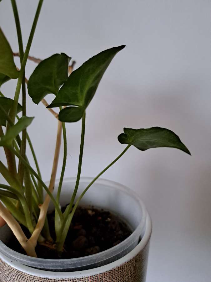 Syngonium green robusta cięte 2