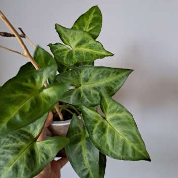 Syngonium green robusta cięte
