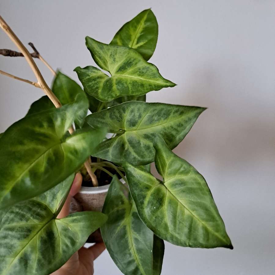 Syngonium green robusta cięte