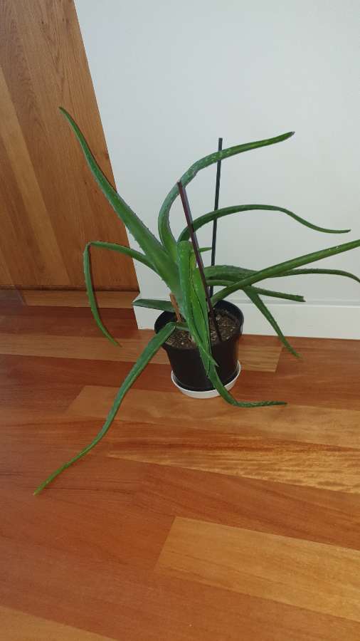 Ogromny aloes 4