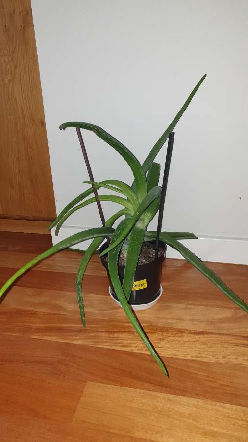 Ogromny aloes 2