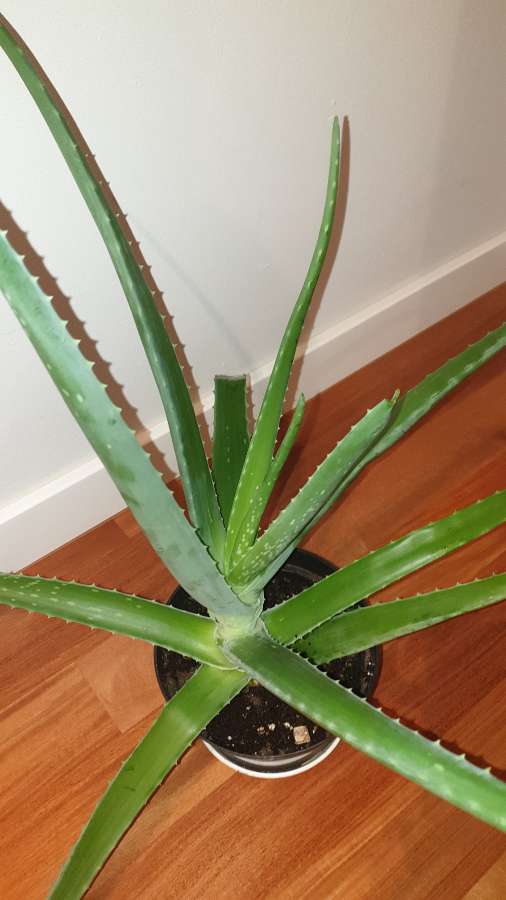 Ogromny aloes 5