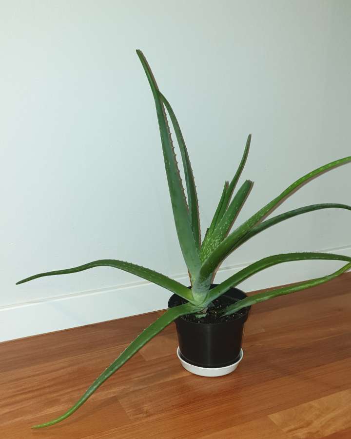 Ogromny aloes 3