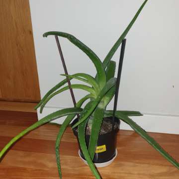Ogromny aloes