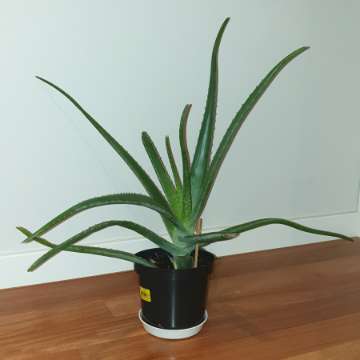 Ogromny aloes