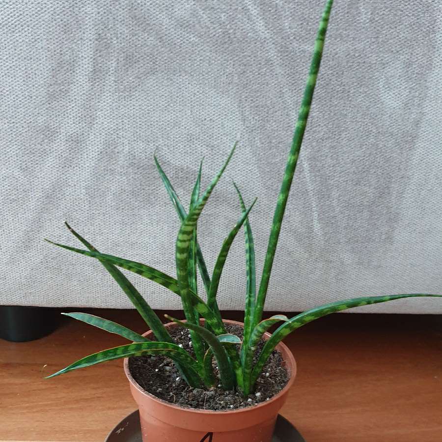 Sansewieria cylindryczna najprawdopodobniej kirkii